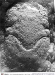 Historisches Foto von Mesoparapylocheles zapfei (Fraaije et al., 2019) (NHMW-AFW-GEO-BACHMAYER-FOTO-1990-0041-0602)